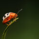 Fotografía de archivo que muestra una mariquita de la especie coccinellidae). EFE/Jeffrey Arguedas