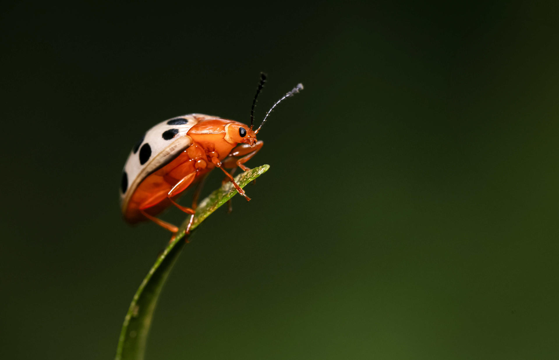 Fotografía de archivo que muestra una mariquita de la especie coccinellidae). EFE/Jeffrey Arguedas