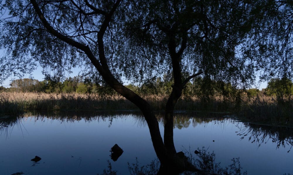 Fotografía del humedal Angachilla, en la ciudad de Valdivia, región de Los Ríos (Chile). EFE/ Ailen Díaz