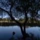 Fotografía del humedal Angachilla, en la ciudad de Valdivia, región de Los Ríos (Chile). EFE/ Ailen Díaz