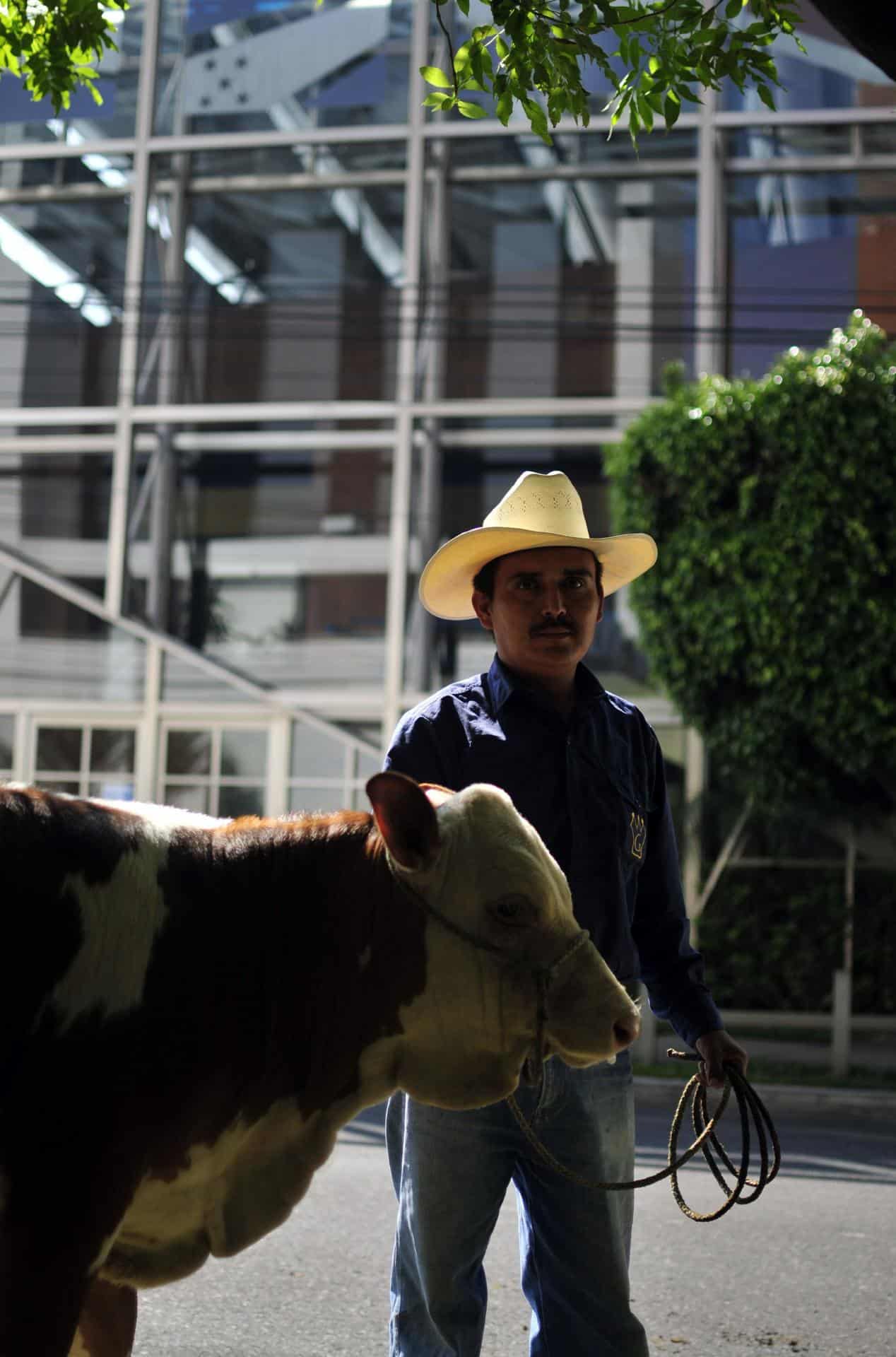 Imagen de archivo de un ganadero con un ejemplar bovino en Ciudad de Guatemala. EFE/Ulises Rodríguez