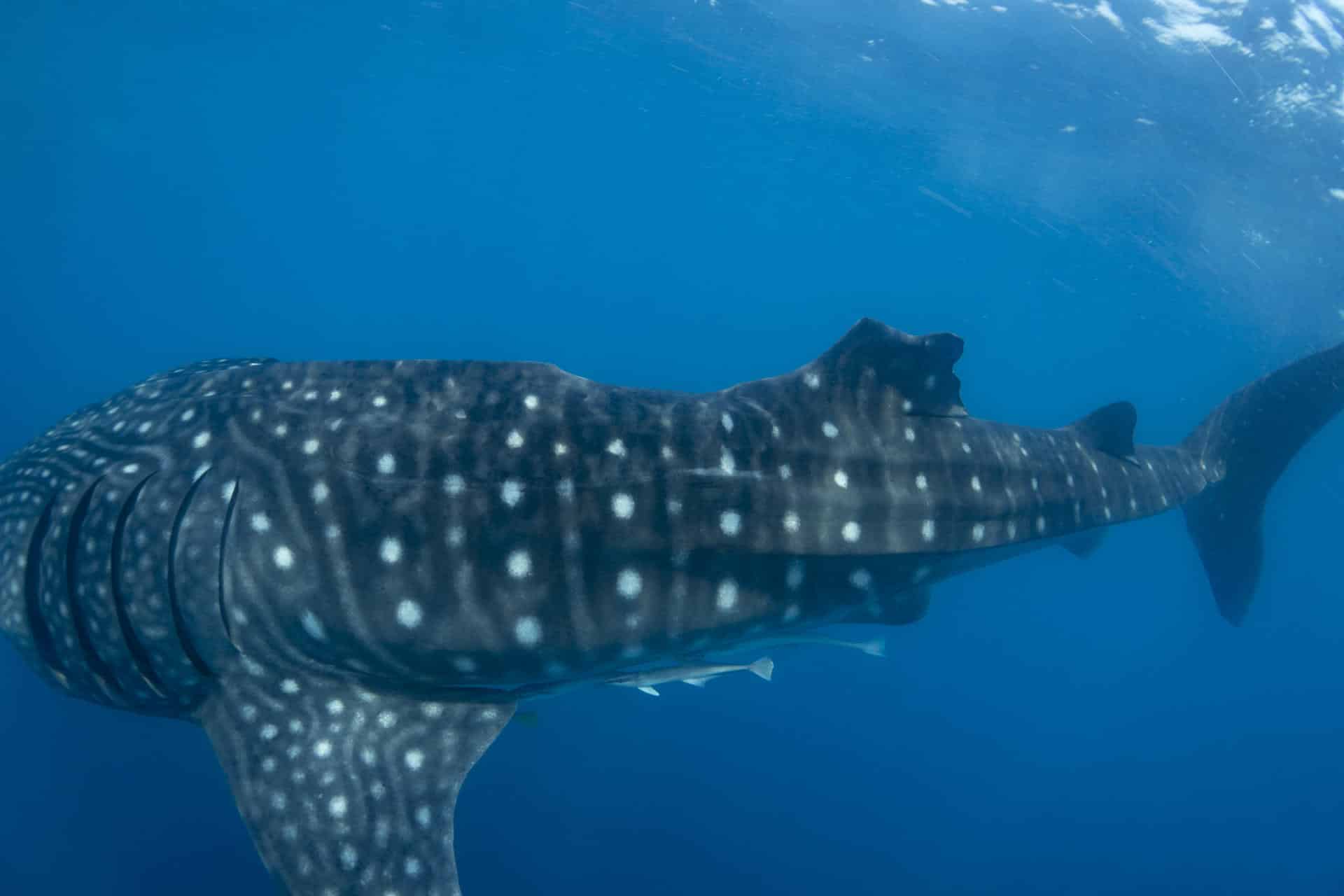 Tiburón ballena con lesión en la aleta dorsal, probablemente causada por la colisión con una embarcación. Crédito: Gonzalo Araujo / Fundación para la Investigación y Conservación Marinas