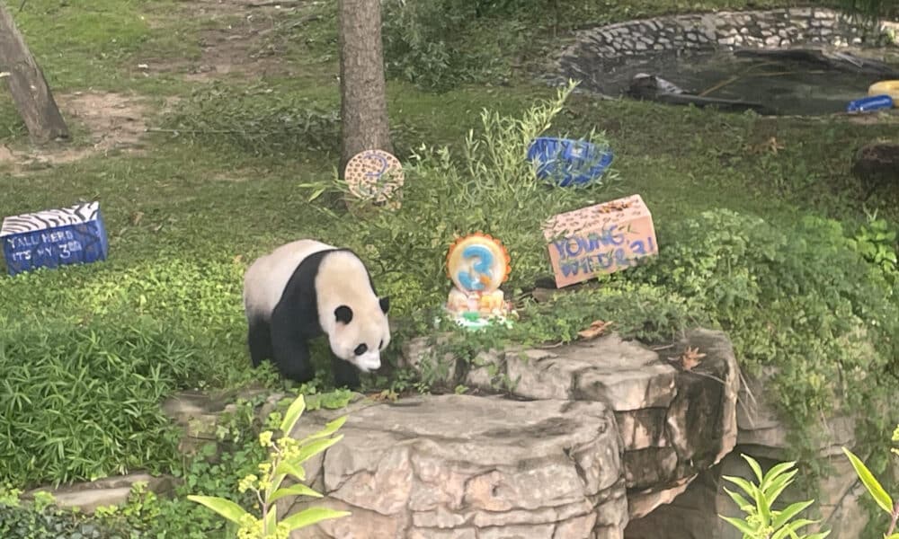 Xiao Qi Ji, uno de los pandas del zoo de Washington (EE. UU) devueltos  a China. Archivo EFE/ Paula Escalada Medrano