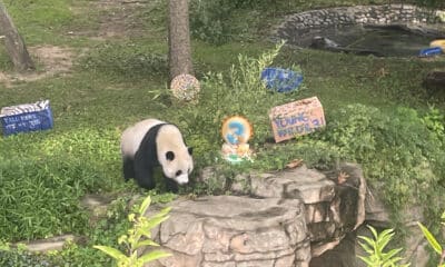 Xiao Qi Ji, uno de los pandas del zoo de Washington (EE. UU) devueltos  a China. Archivo EFE/ Paula Escalada Medrano