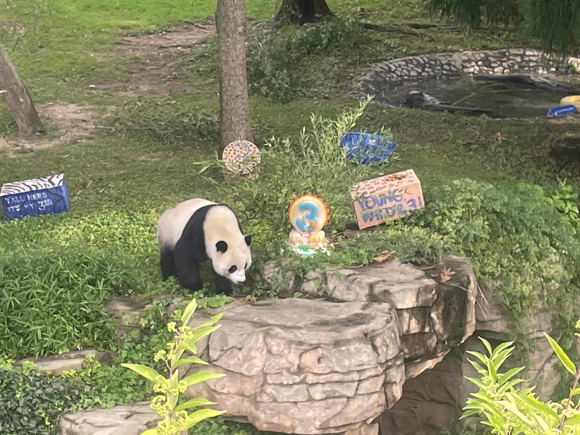 Xiao Qi Ji, uno de los pandas del zoo de Washington (EE. UU) devueltos  a China. Archivo EFE/ Paula Escalada Medrano