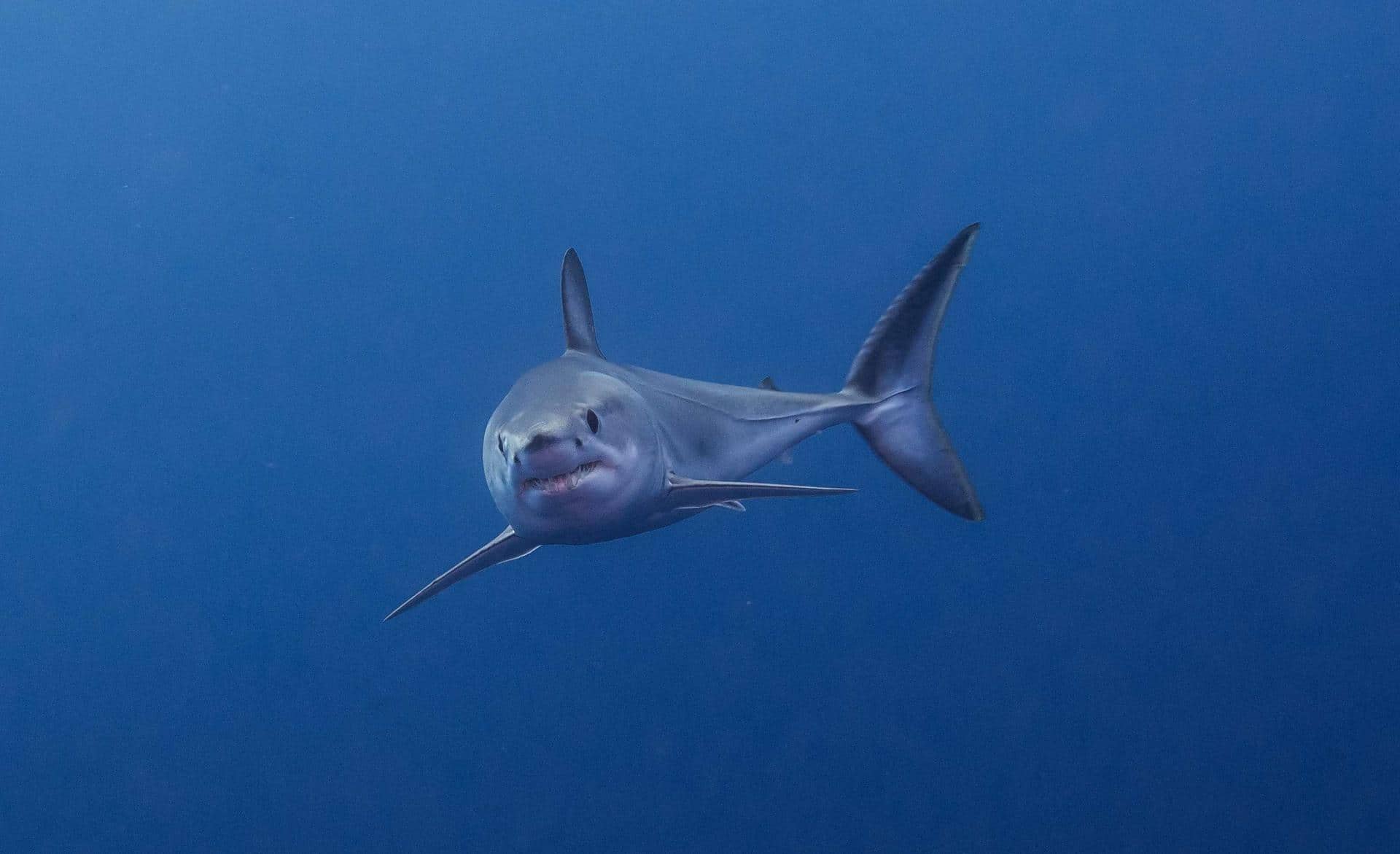 El archipiélago portugués de Azores va a preservar el 30 % del mar que rodea a sus islas, un total de 287.000 kilómetros cuadrados que supondrán la creación de la mayor red de áreas marinas bajo protección del Atlántico Norte. Imagen cedida