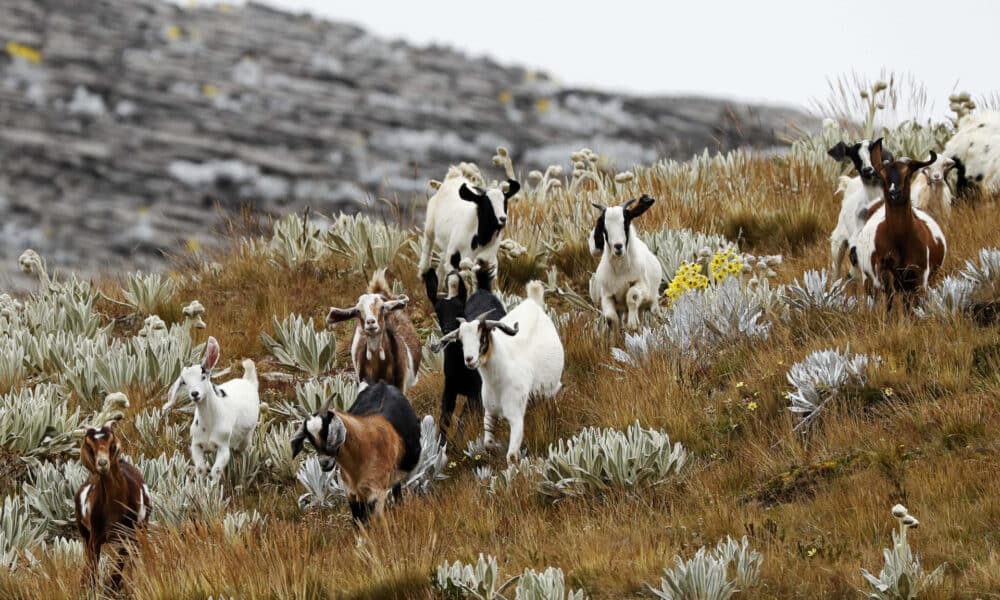 Fotografía de archivo del 29 de noviembre de 2023 de un grupo de cabras en el páramo El Almorzadero, en Santander (Colombia). EFE/ Carlos Ortega