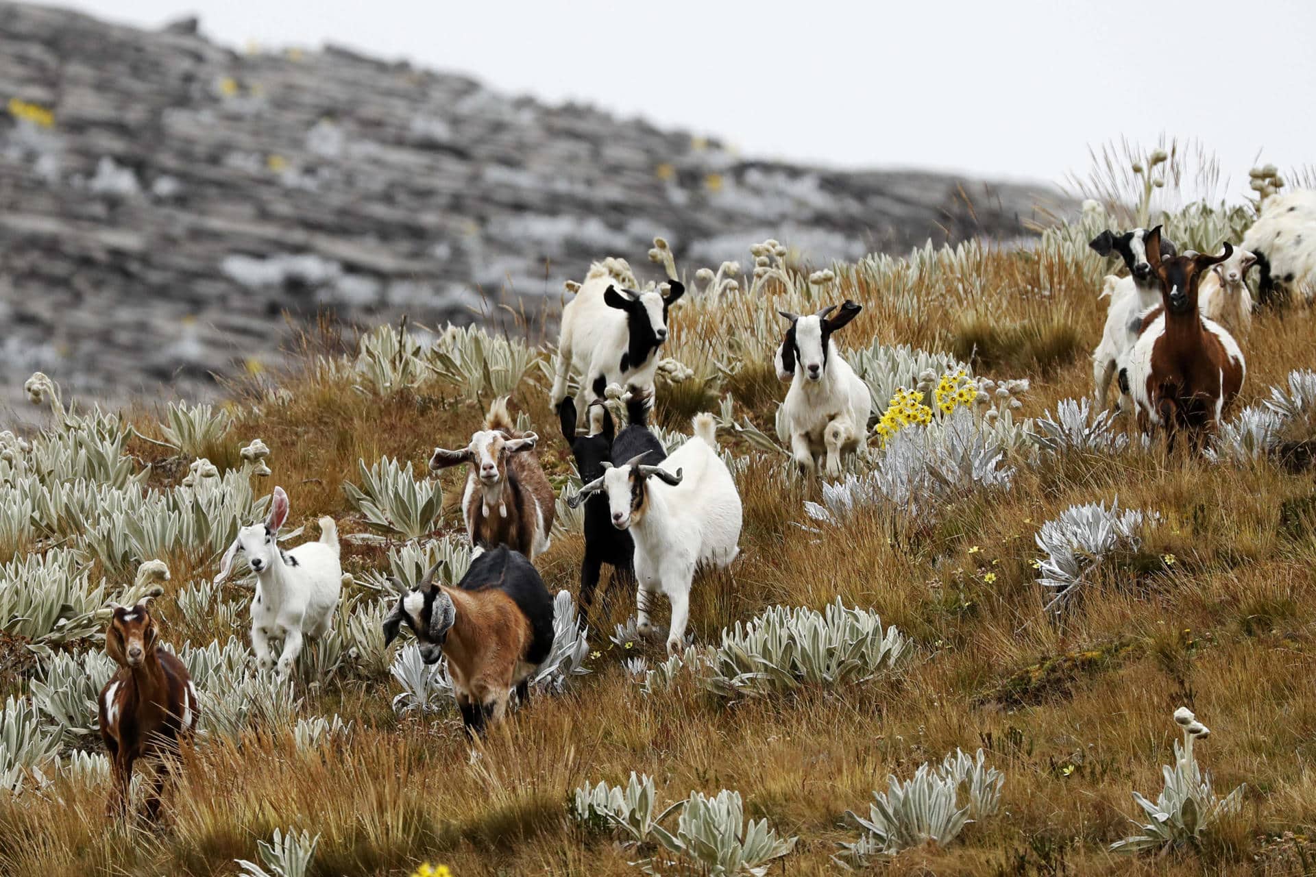 Fotografía de archivo del 29 de noviembre de 2023 de un grupo de cabras en el páramo El Almorzadero, en Santander (Colombia). EFE/ Carlos Ortega