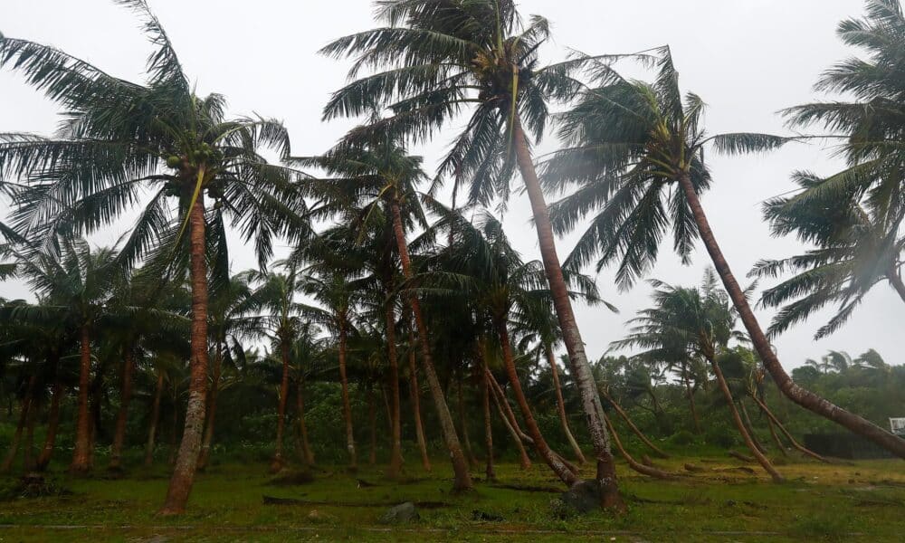 Los árboles están parcialmente caídos debido a los poderosos vientos, mientras el tifón Kong-Rey se dirige rápidamente hacia Taiwán, en una zona costera de Hualien, Taiwán, 31 de octubre de 2024. EFE/EPA/Daniel Ceng