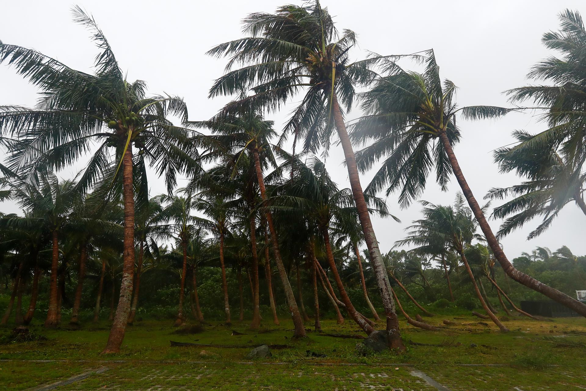 Los árboles están parcialmente caídos debido a los poderosos vientos, mientras el tifón Kong-Rey se dirige rápidamente hacia Taiwán, en una zona costera de Hualien, Taiwán, 31 de octubre de 2024. EFE/EPA/Daniel Ceng