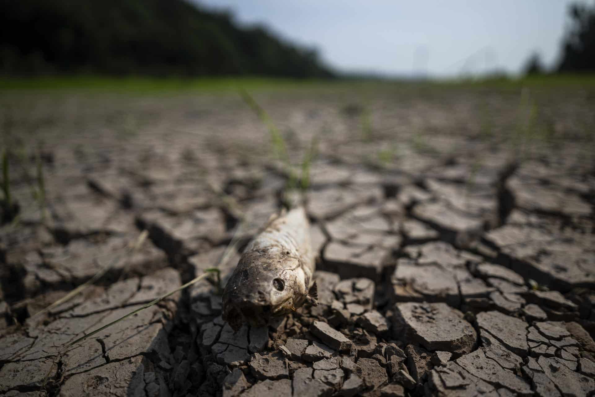 Fotografía de archivo donde se observa un pez muerto en la Amazonía. EFE/ Raphael Alves