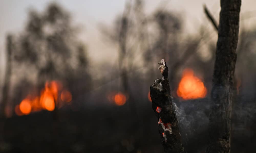 Fotografía de un tronco incinerado durante un incendio forestal en la Reserva Ecológica Contagem, este martes en Brasilia (Brasil). EFE/ Andre Borges