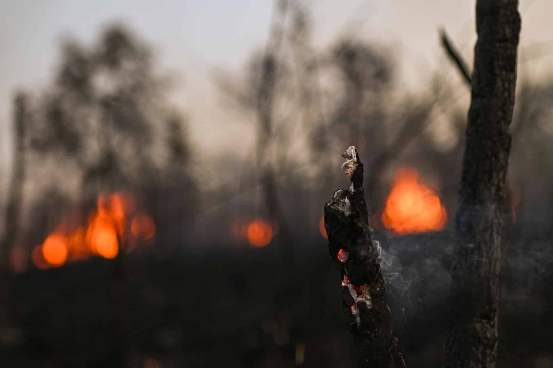 Fotografía de un tronco incinerado durante un incendio forestal en la Reserva Ecológica Contagem, este martes en Brasilia (Brasil). EFE/ Andre Borges