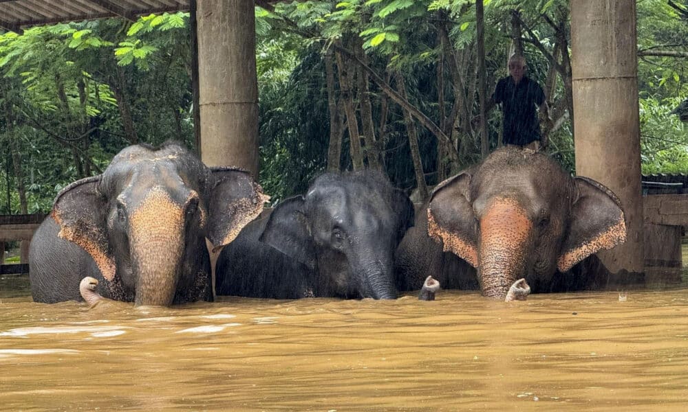 Unos 125 elefantes, así como cientos de otros animales incluidos perros, gatos y búfalos, han sido afectados por las inundaciones después de que las aguas anegaran el centro donde están acogidos en el norte de Tailandia, indicaron este viernes fuentes del santuario. EFE/  Elephant Nature Park/SOLO USO EDITORIAL/SOLO DISPONIBLE PARA ILUSTRAR LA NOTICIA QUE ACOMPAÑA (CRÉDITO OBLIGATORIO)