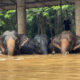 Unos 125 elefantes, así como cientos de otros animales incluidos perros, gatos y búfalos, han sido afectados por las inundaciones después de que las aguas anegaran el centro donde están acogidos en el norte de Tailandia, indicaron este viernes fuentes del santuario. EFE/  Elephant Nature Park/SOLO USO EDITORIAL/SOLO DISPONIBLE PARA ILUSTRAR LA NOTICIA QUE ACOMPAÑA (CRÉDITO OBLIGATORIO)