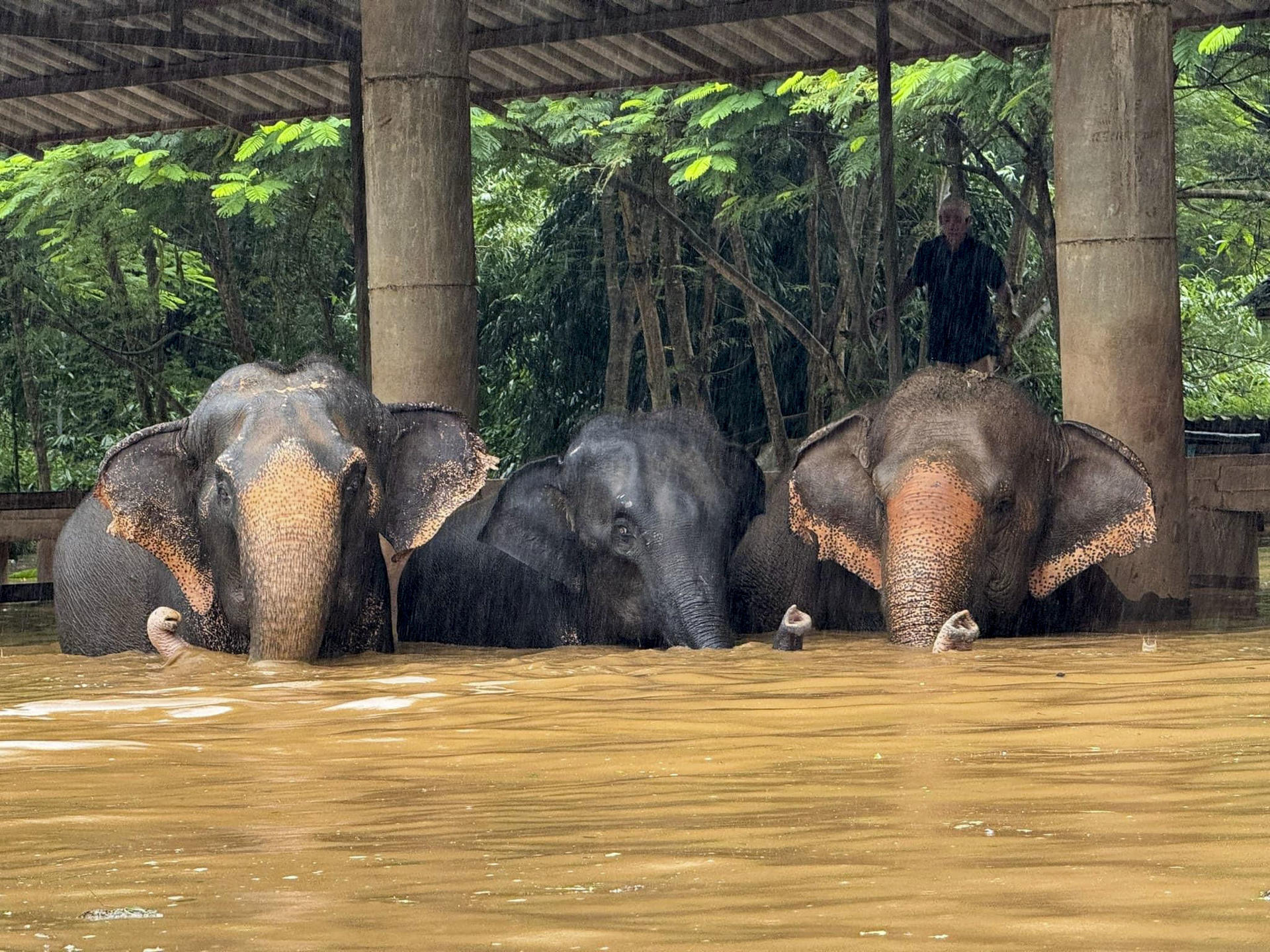 Unos 125 elefantes, así como cientos de otros animales incluidos perros, gatos y búfalos, han sido afectados por las inundaciones después de que las aguas anegaran el centro donde están acogidos en el norte de Tailandia, indicaron este viernes fuentes del santuario. EFE/  Elephant Nature Park/SOLO USO EDITORIAL/SOLO DISPONIBLE PARA ILUSTRAR LA NOTICIA QUE ACOMPAÑA (CRÉDITO OBLIGATORIO)