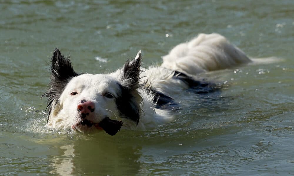 Fotografía de archivo en dodn se ve un perro nadando en el agua. EFE/ Mariscal