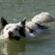 Fotografía de archivo en dodn se ve un perro nadando en el agua. EFE/ Mariscal