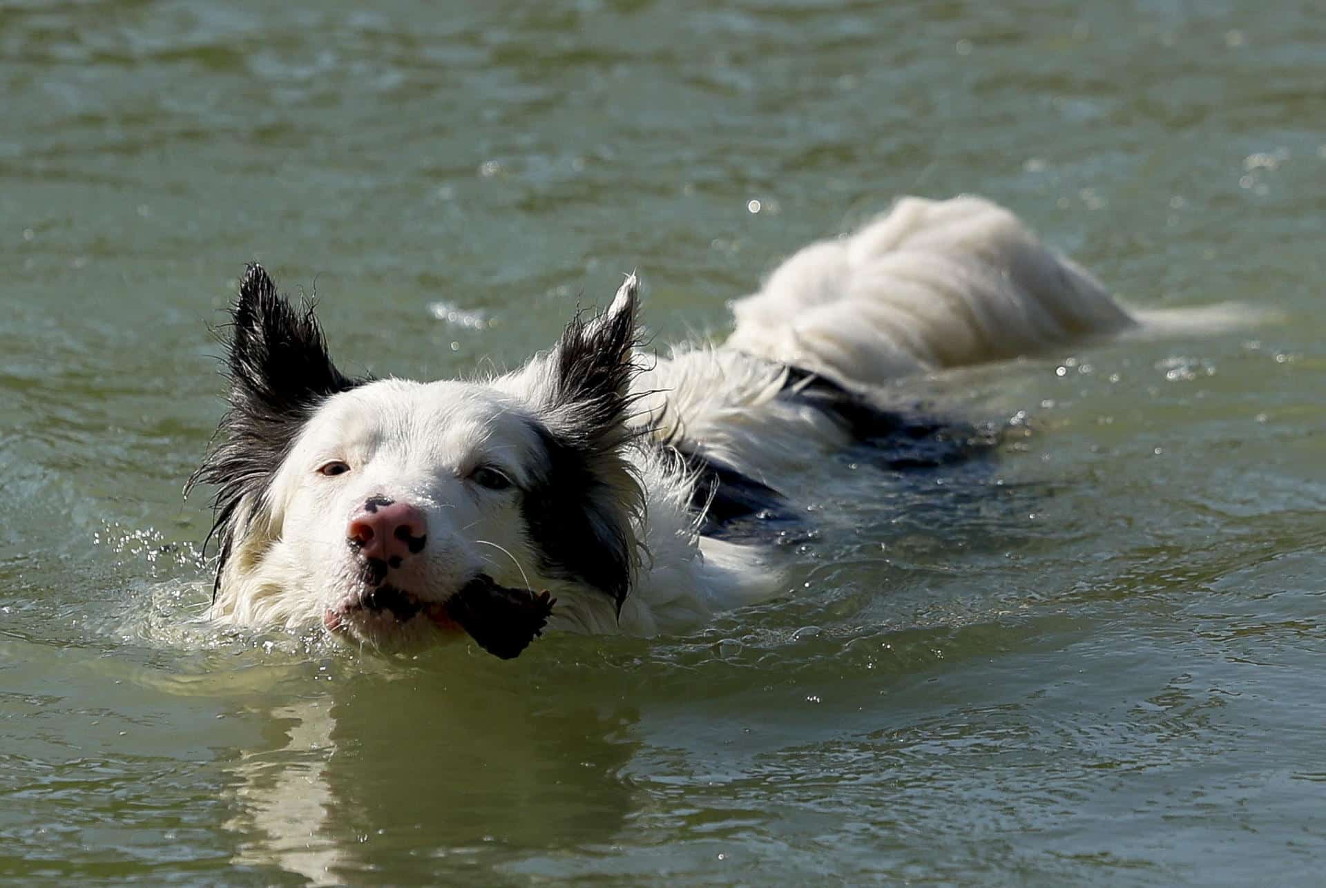 Fotografía de archivo en dodn se ve un perro nadando en el agua. EFE/ Mariscal