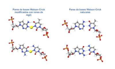 Un equipo internacional de investigadores liderado por la Universidad de Granada (UGR) ha logrado crear moléculas híbridas de ADN con iones de plata en su interior, un avance que ofrece nuevas posibilidades para la nanociencia y la biomedicina por la mayor estabilidad de los híbridos ADN-plata. Fotografía facilitada por la UGR. EFE