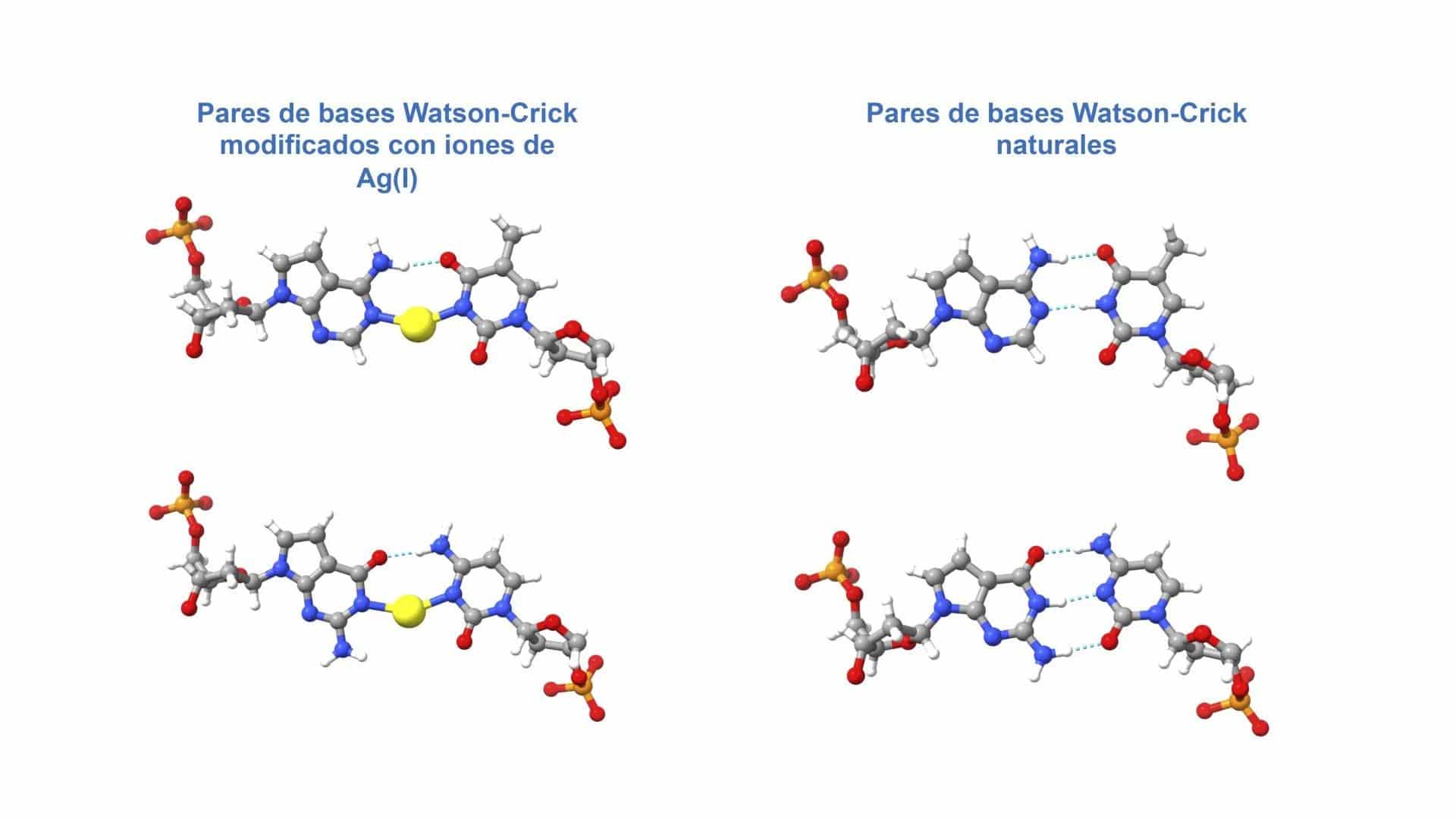 Un equipo internacional de investigadores liderado por la Universidad de Granada (UGR) ha logrado crear moléculas híbridas de ADN con iones de plata en su interior, un avance que ofrece nuevas posibilidades para la nanociencia y la biomedicina por la mayor estabilidad de los híbridos ADN-plata. Fotografía facilitada por la UGR. EFE