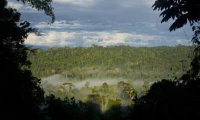 Fotografía cedida por Camisea donde se observa una parte de la Selva de Cusco (Perú). EFE/ Camisea