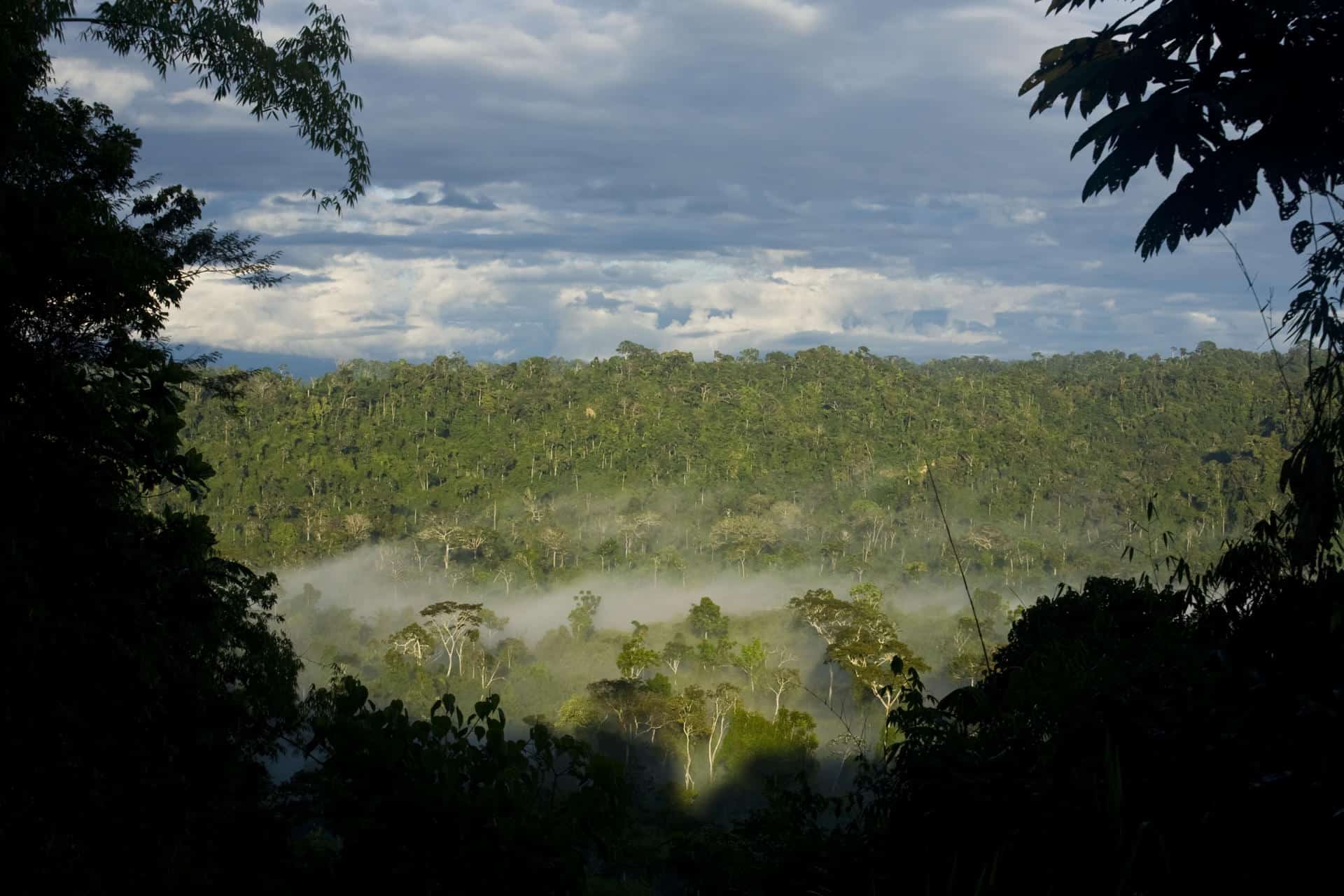 Fotografía cedida por Camisea donde se observa una parte de la Selva de Cusco (Perú). EFE/ Camisea