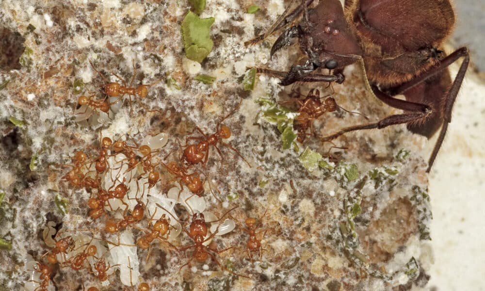 Especie de hormiga recolectora de hongos Atta cephalotes Panamá. Cerca de 250 especies diferentes de hormigas de América y el Caribe cultivan hongos. Los investigadores organizan estas hormigas en cuatro sistemas agrícolas en función de sus estrategias de cultivo. CRÉDITO Karolyn Darrow.