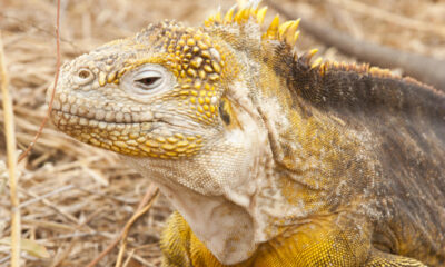 Fotografía sin fecha específica de toma cedida por el Parque Nacional Galápagos, de una iguana amarilla de las islas Galápagos, en bahía Cartago. EFE/Parque Nacional Galápagos