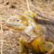 Fotografía sin fecha específica de toma cedida por el Parque Nacional Galápagos, de una iguana amarilla de las islas Galápagos, en bahía Cartago. EFE/Parque Nacional Galápagos