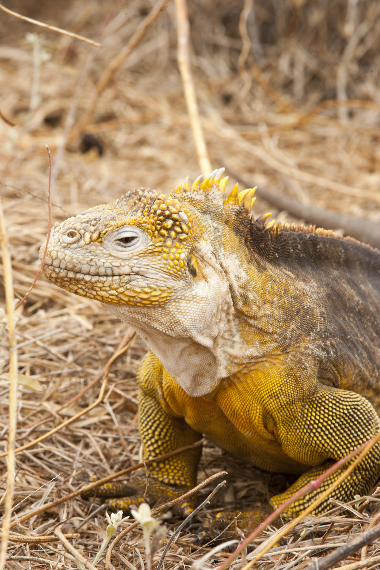 Fotografía sin fecha específica de toma cedida por el Parque Nacional Galápagos, de una iguana amarilla de las islas Galápagos, en bahía Cartago. EFE/Parque Nacional Galápagos