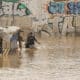 GRAFCVA3847. VALENCIA, 30/10/2024.- Dos personas vadean un terreno de chabolas inundado junto a la V-30 a causa de las lluvias torrenciales de las últimas horas. EFE/Biel Aliño