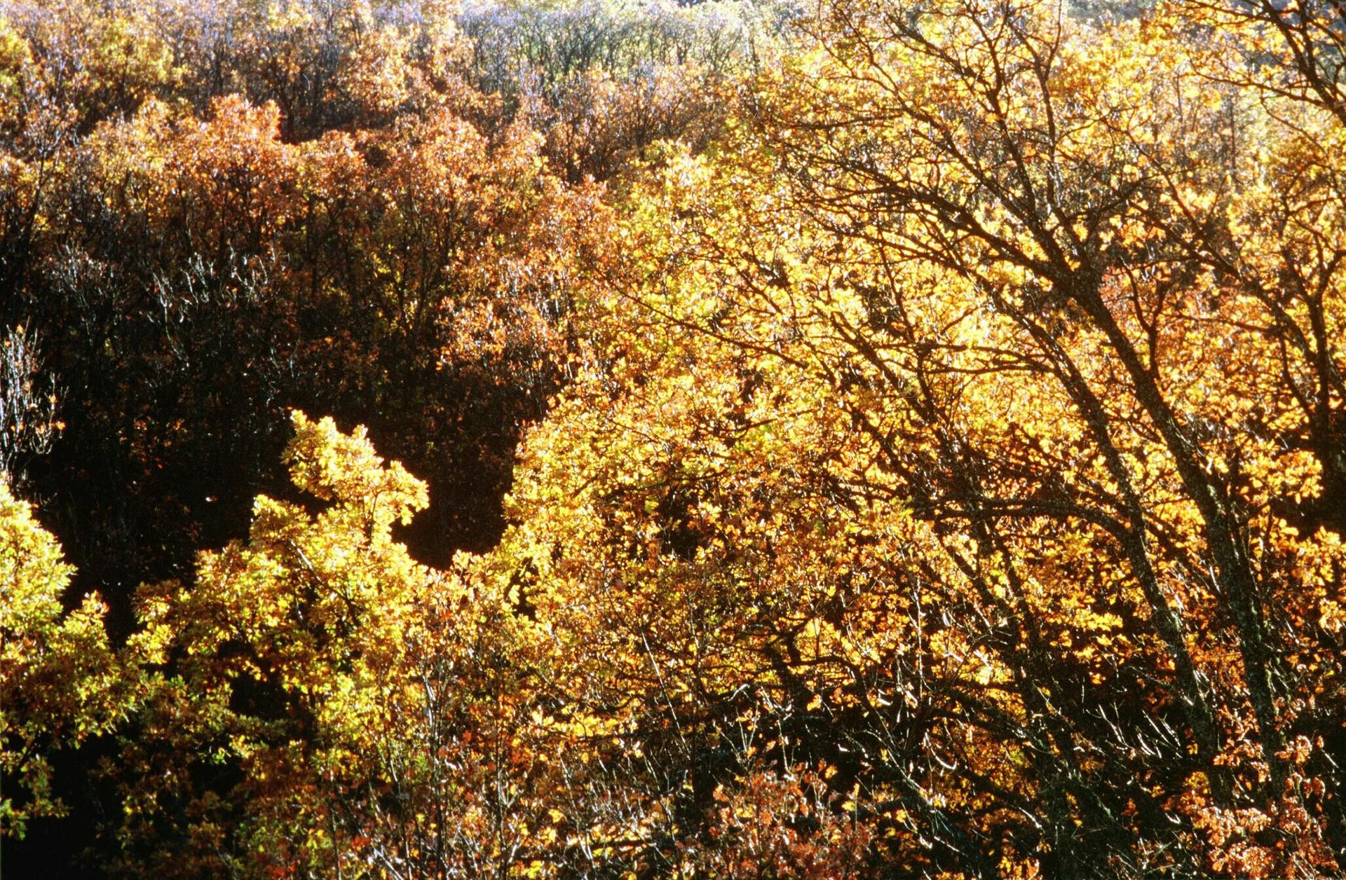 Robledal de Villatoro. Archivo EFE