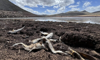 Fotografía de archivo del 18 de julio de 2024, que muestra peces muertos debido a la sequía en la presa 'Las Lajas', en el municipio de Buenaventura, en el estado de Chihuahua (México). Latinoamérica enfrenta una crisis energética sin precedentes, marcada por apagones prolongados, sequías históricas y redes eléctricas al borde del colapso. Desde los cortes de hasta diez horas diarias en Ecuador, agudizados por la falta de suministro desde Colombia, hasta los apagones de veinte horas en Cuba, que evidencian la obsolescencia de su infraestructura, la región vive un sistema energético débil. EFE/ Luis Torres ARCHIVO