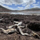 Fotografía de archivo del 18 de julio de 2024, que muestra peces muertos debido a la sequía en la presa 'Las Lajas', en el municipio de Buenaventura, en el estado de Chihuahua (México). Latinoamérica enfrenta una crisis energética sin precedentes, marcada por apagones prolongados, sequías históricas y redes eléctricas al borde del colapso. Desde los cortes de hasta diez horas diarias en Ecuador, agudizados por la falta de suministro desde Colombia, hasta los apagones de veinte horas en Cuba, que evidencian la obsolescencia de su infraestructura, la región vive un sistema energético débil. EFE/ Luis Torres ARCHIVO