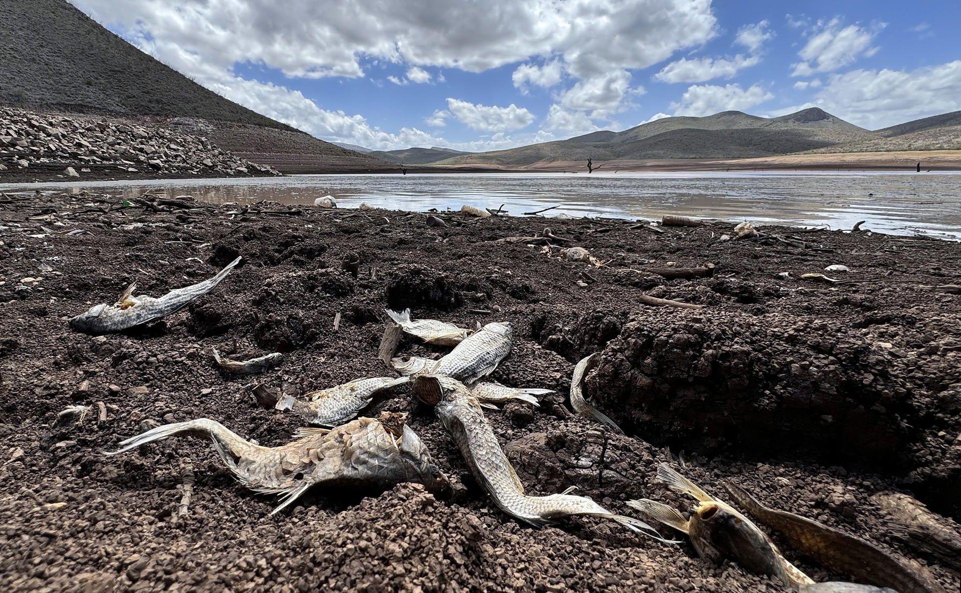 Fotografía de archivo del 18 de julio de 2024, que muestra peces muertos debido a la sequía en la presa 'Las Lajas', en el municipio de Buenaventura, en el estado de Chihuahua (México). Latinoamérica enfrenta una crisis energética sin precedentes, marcada por apagones prolongados, sequías históricas y redes eléctricas al borde del colapso. Desde los cortes de hasta diez horas diarias en Ecuador, agudizados por la falta de suministro desde Colombia, hasta los apagones de veinte horas en Cuba, que evidencian la obsolescencia de su infraestructura, la región vive un sistema energético débil. EFE/ Luis Torres ARCHIVO