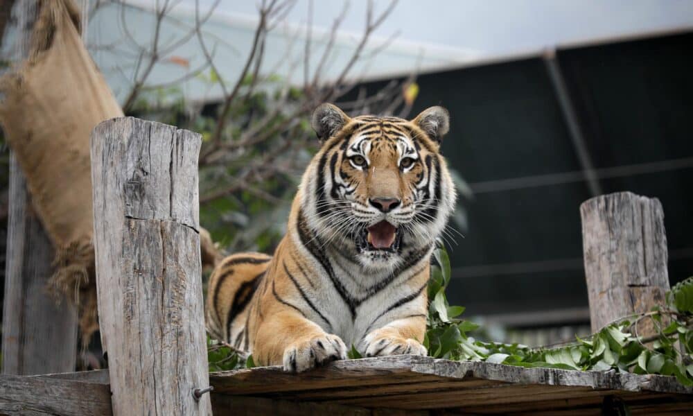 Fotografía de archivo de un tigre en un centro de acogida de animales en Hanói. EFE/EPA/LUONG THAI LINH