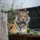 Fotografía de archivo de un tigre en un centro de acogida de animales en Hanói. EFE/EPA/LUONG THAI LINH