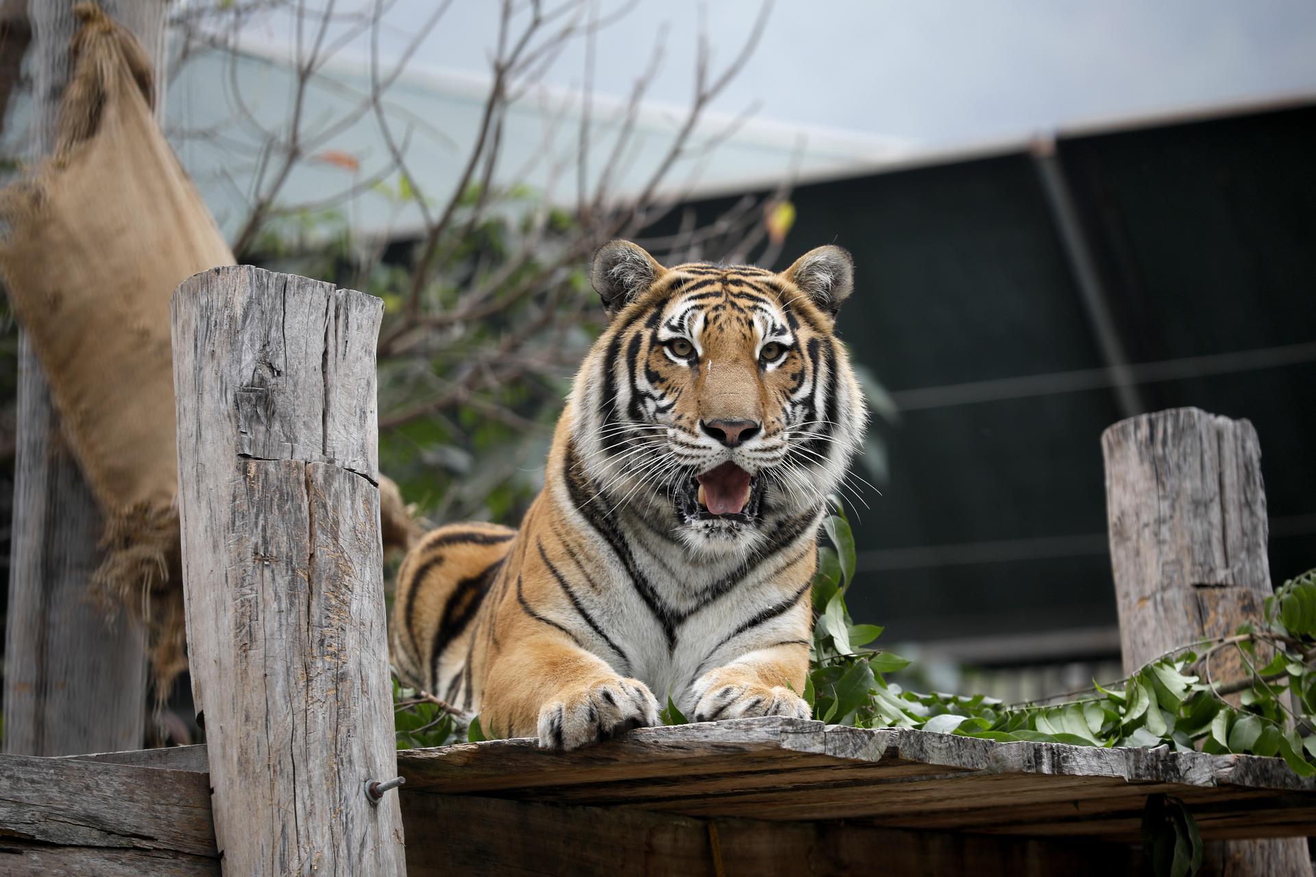 Fotografía de archivo de un tigre en un centro de acogida de animales en Hanói. EFE/EPA/LUONG THAI LINH