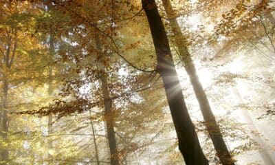 En la imagen de archivo,. los rayos de sol entre las ramas de los árboles en el bosque de Uetliberg, cercano a Zurich (Suiza). EFE/Alessandro Della Bella