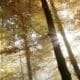 En la imagen de archivo,. los rayos de sol entre las ramas de los árboles en el bosque de Uetliberg, cercano a Zurich (Suiza). EFE/Alessandro Della Bella