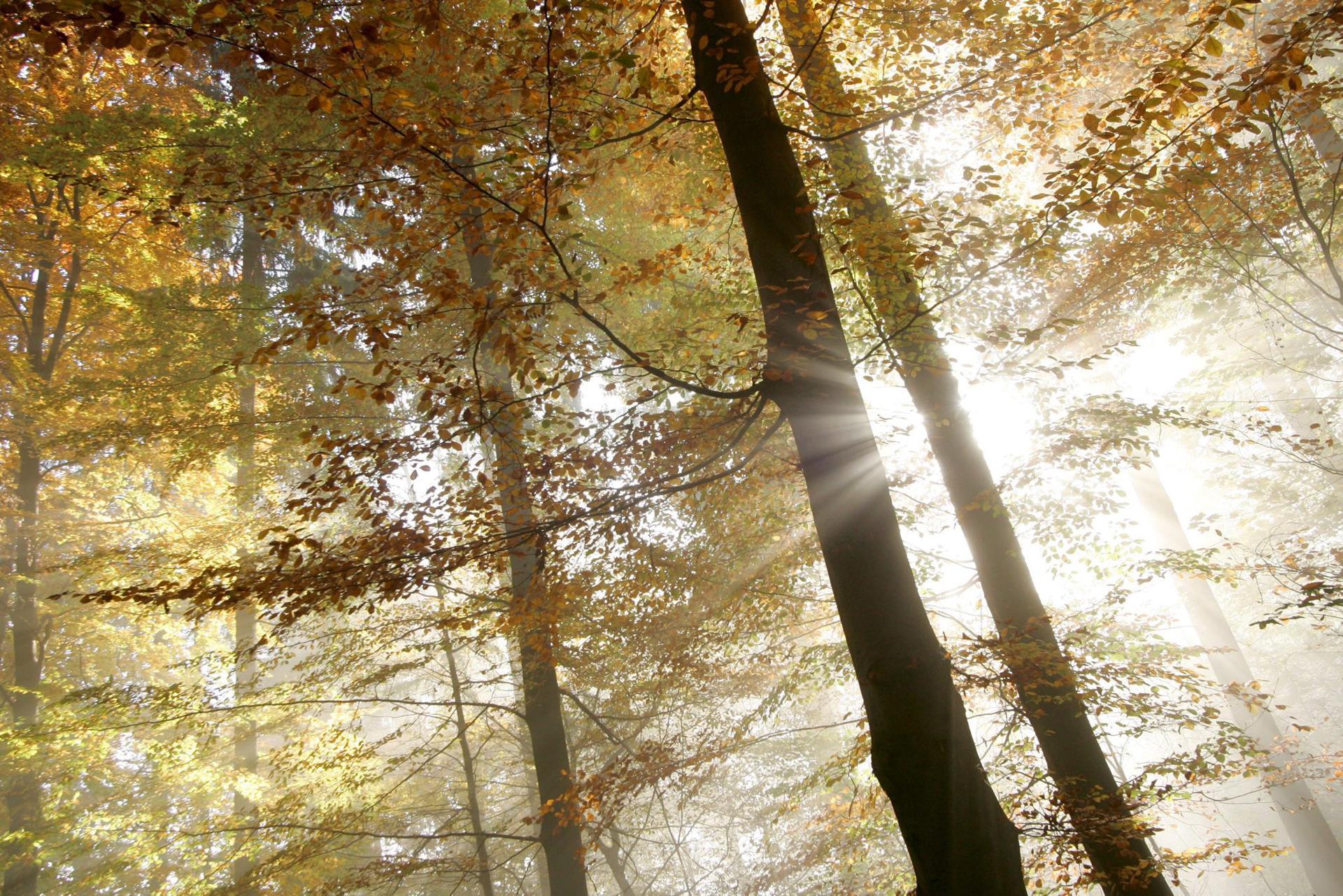 En la imagen de archivo,. los rayos de sol entre las ramas de los árboles en el bosque de Uetliberg, cercano a Zurich (Suiza). EFE/Alessandro Della Bella