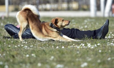 En la imagen de archivo, un perro se estira junto a su dueño mientras disfrutan de un soleado día en un prado de Fráncfort del Meno (Alemania). EFE/Arne Dedert