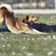 En la imagen de archivo, un perro se estira junto a su dueño mientras disfrutan de un soleado día en un prado de Fráncfort del Meno (Alemania). EFE/Arne Dedert