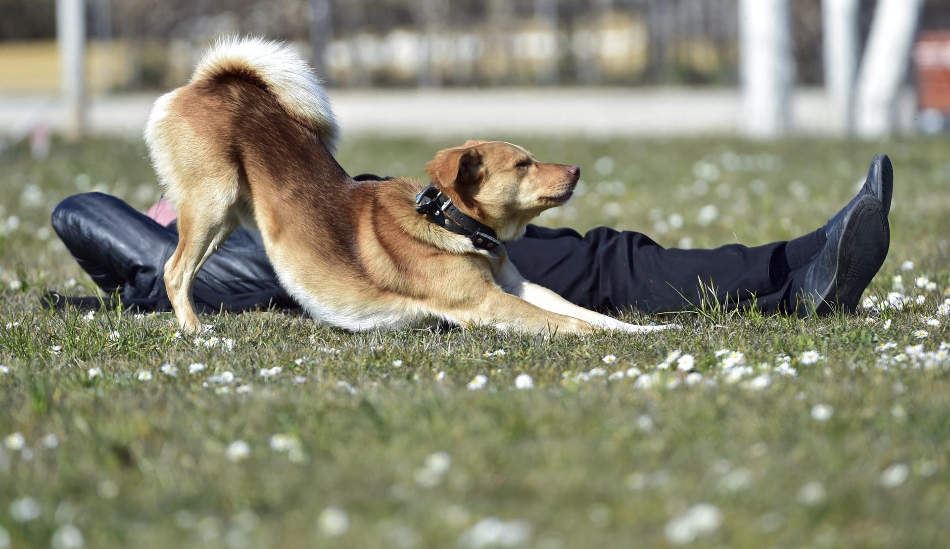 En la imagen de archivo, un perro se estira junto a su dueño mientras disfrutan de un soleado día en un prado de Fráncfort del Meno (Alemania). EFE/Arne Dedert