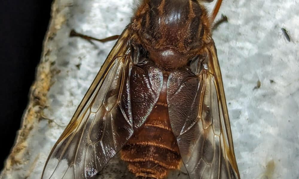 Fotografía cedida por Zihao Wang del 12 de enero de 2024 donde se observa un tábano (tabanidae) en el municipio de Quijos (Ecuador). EFE/ Zihao Wang