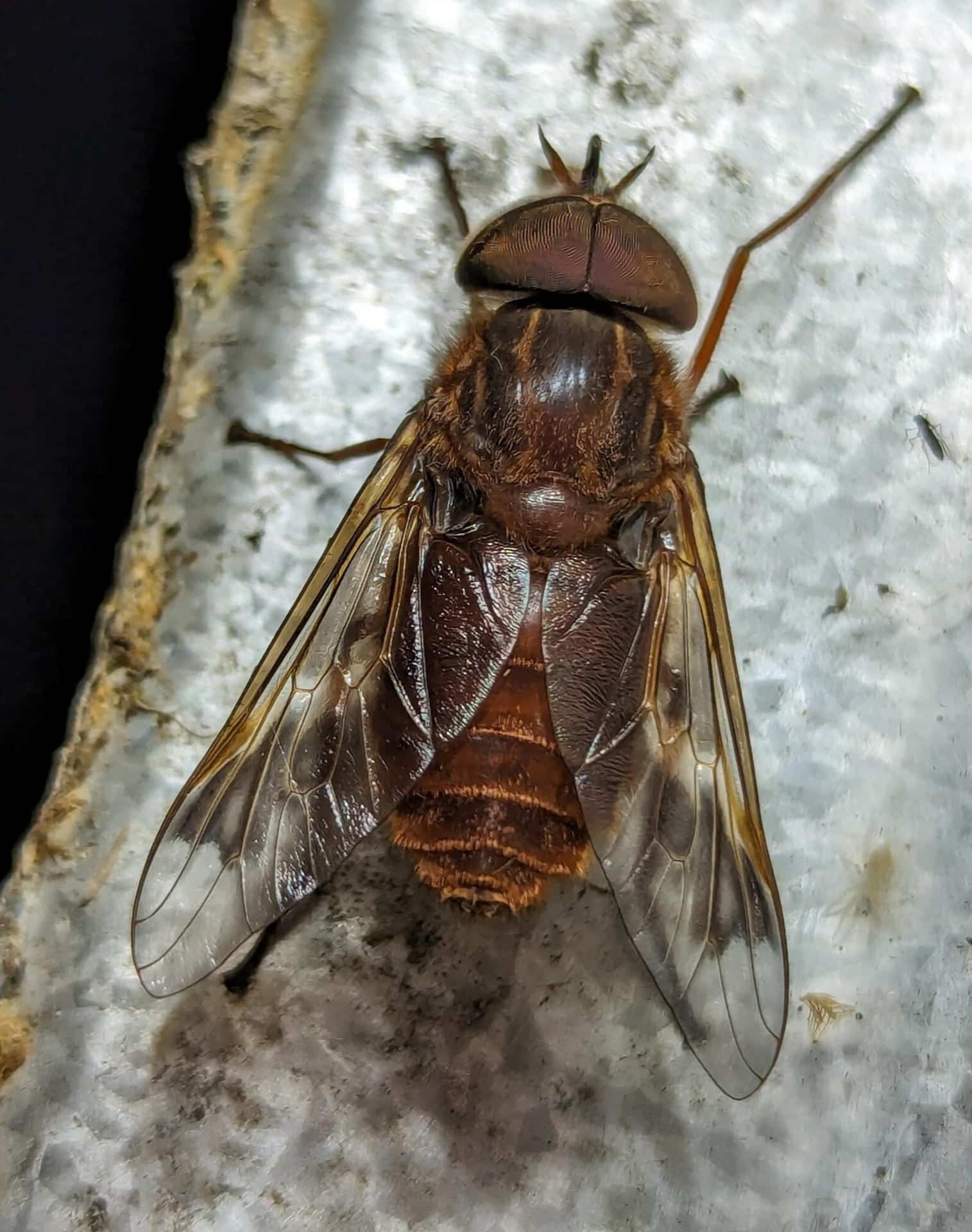 Fotografía cedida por Zihao Wang del 12 de enero de 2024 donde se observa un tábano (tabanidae) en el municipio de Quijos (Ecuador). EFE/ Zihao Wang