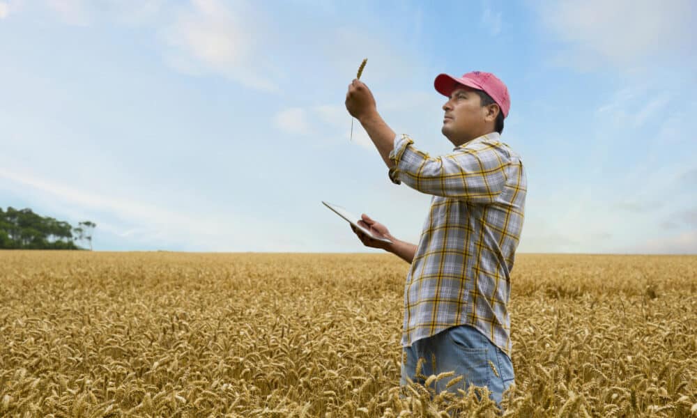 Fotografía cedida por Telefónica de un granjero utilizando un dispositivo en un campo de trigo. EFE/ Telefónica SOLO USO EDITORIAL/SOLO DISPONIBLE PARA ILUSTRAR LA NOTICIA QUE ACOMPAÑA (CRÉDITO OBLIGATORIO)