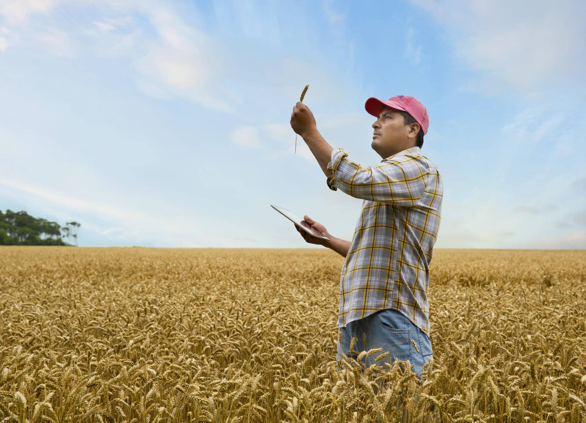 Fotografía cedida por Telefónica de un granjero utilizando un dispositivo en un campo de trigo. EFE/ Telefónica SOLO USO EDITORIAL/SOLO DISPONIBLE PARA ILUSTRAR LA NOTICIA QUE ACOMPAÑA (CRÉDITO OBLIGATORIO)