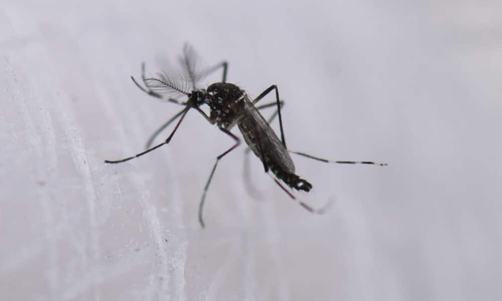 Fotografía de archivo de un mosquito aedes aeypti. EFE/ Ernesto Guzmán